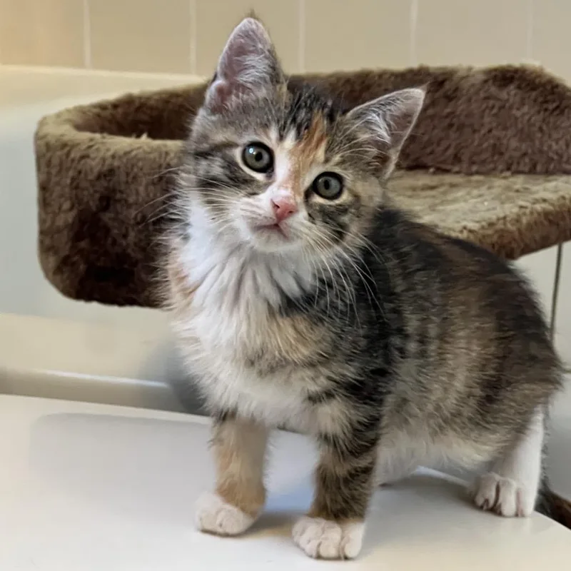 A baby small-sized female Torbie Domestic Medium Hair cat named Beatrice  Chino Hills for adoption in Chino Hills, CA