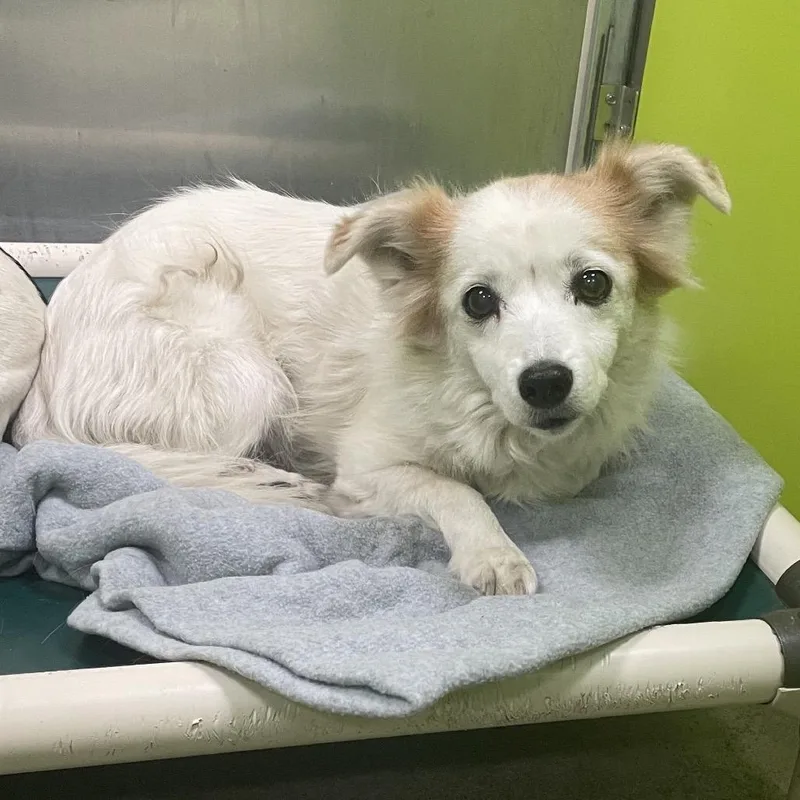 A senior small-sized female White / Cream Pomeranian dog named Princess for adoption in Spokane, WA