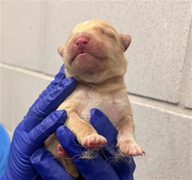 A baby small-sized male Mixed Breed dog named Mars for adoption in Dallas, TX