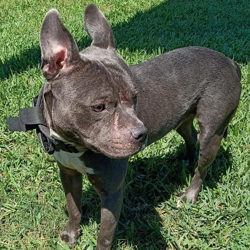 An adult medium-sized male Gray / Blue / Silver Mixed Breed dog named Tobias for adoption in Dickinson, TX