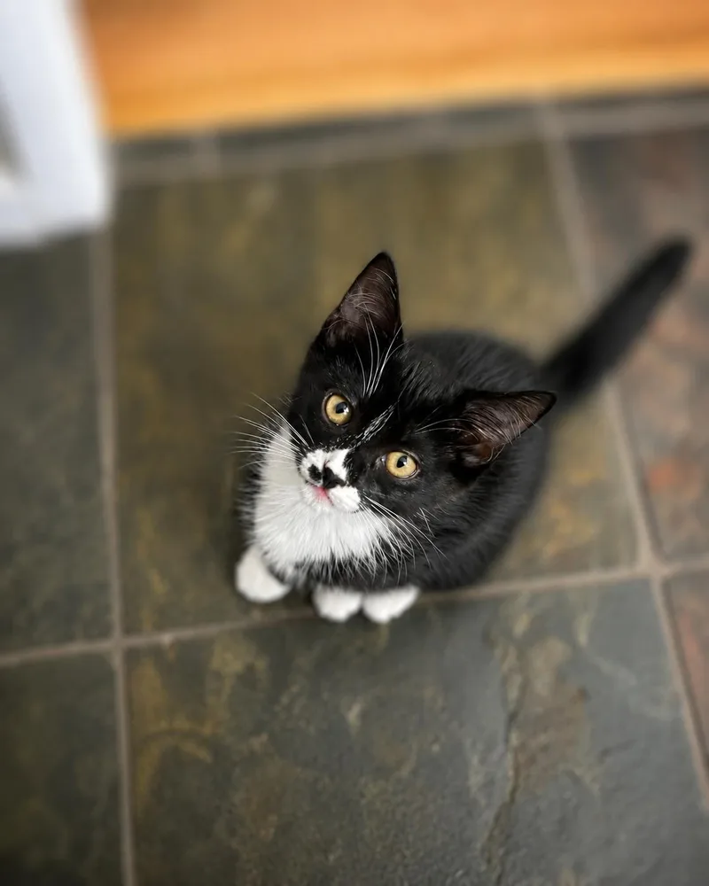 A baby medium-sized female Black & White / Tuxedo Tuxedo cat named Doty F for adoption in Fresno, CA