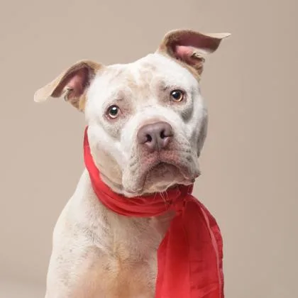 An adult large-sized male Pit Bull Terrier dog named Kang for adoption in Atlanta, GA