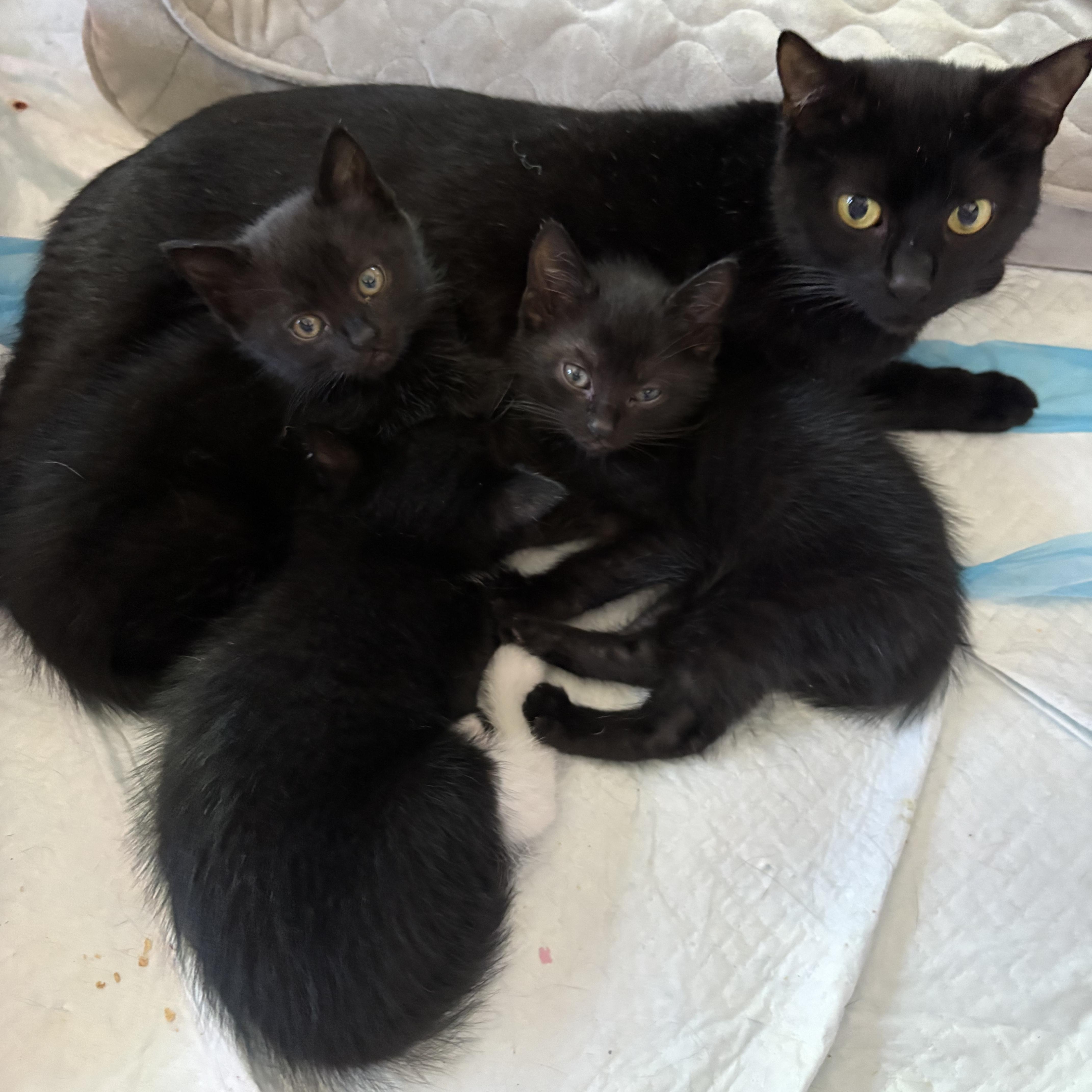 An adult medium-sized female Black Domestic Short Hair cat named Honky Cat for adoption in LITTLE MOUNTAIN, SC