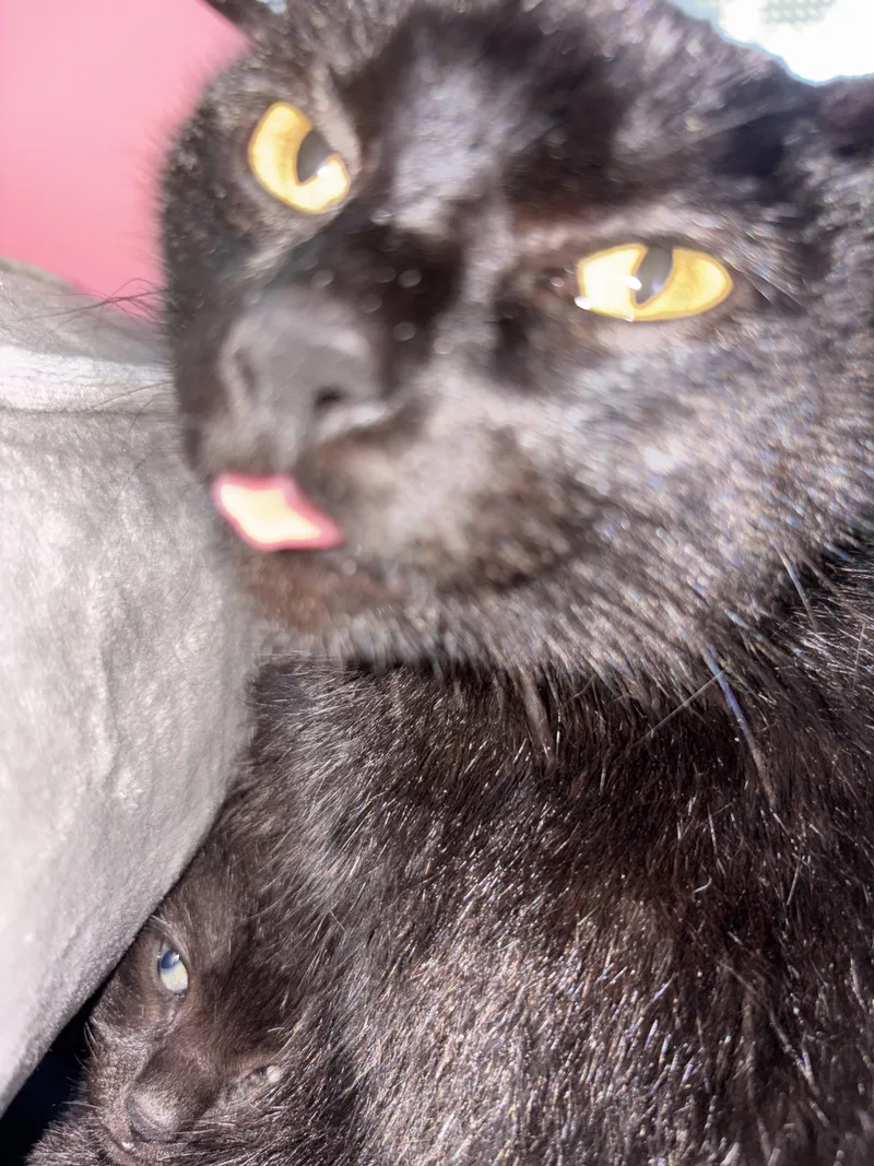 Honky Cat thumbnail 2