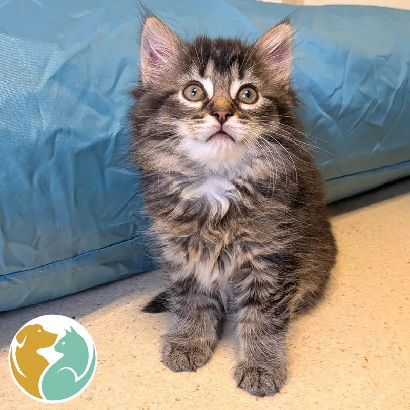 A baby small-sized female Black Domestic Medium Hair cat named Daffodil for adoption in Toledo, OH