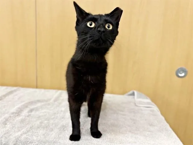 A young large-sized female Domestic Short Hair cat named Blossom for adoption in Saint Louis, MO