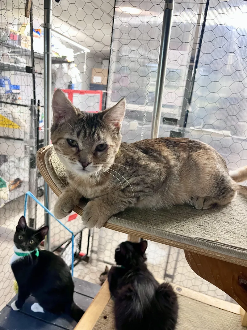A baby small-sized female Domestic Short Hair cat named Pretzel for adoption in Eugene, OR