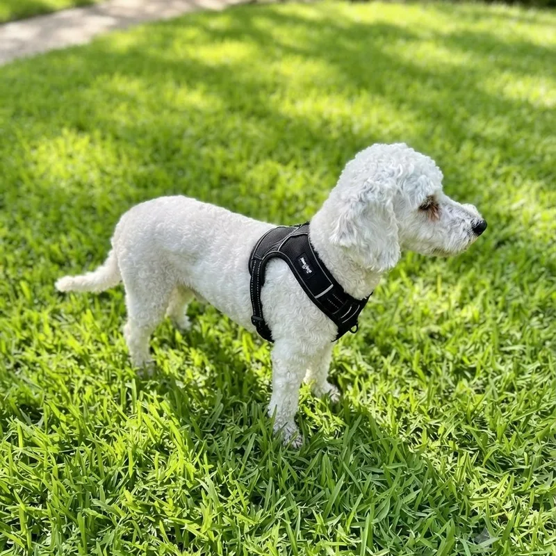 A young small-sized male White / Cream Miniature Poodle dog named Lamb Chop for adoption in Las Vegas, NV