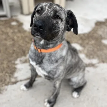 A young extra large-sized female Mixed Breed dog named Bella for adoption in Janesville, WI