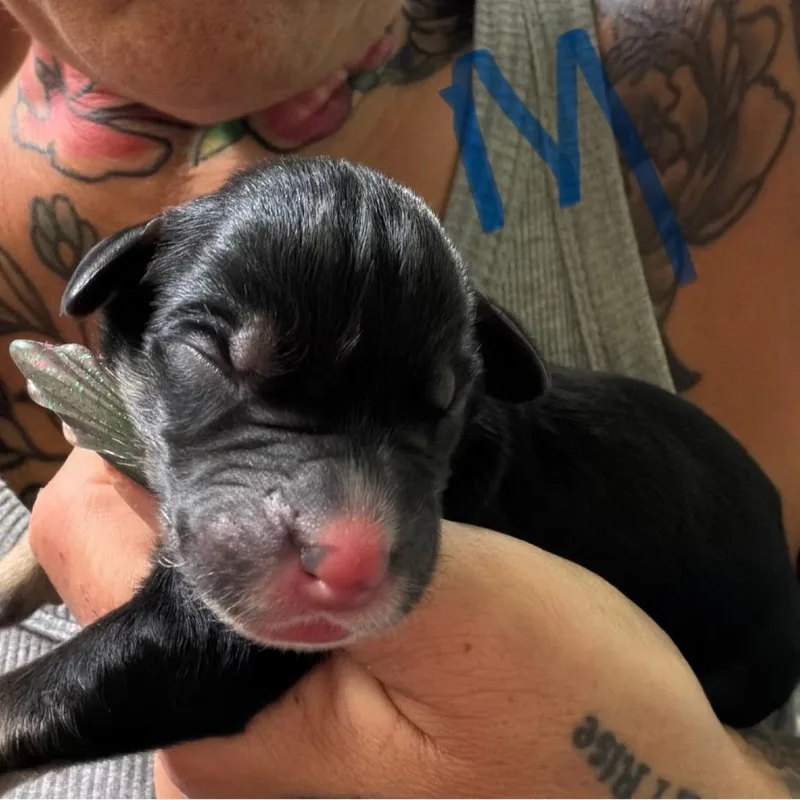 NY Artie Avail Jul thumbnail 2