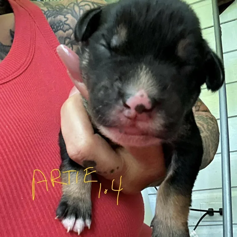 NY Artie Avail Jul thumbnail 3