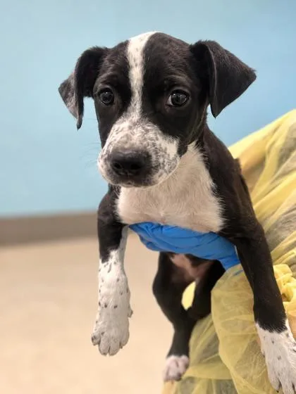 A young medium-sized female Terrier dog named Ivory for adoption in Gulfport, MS