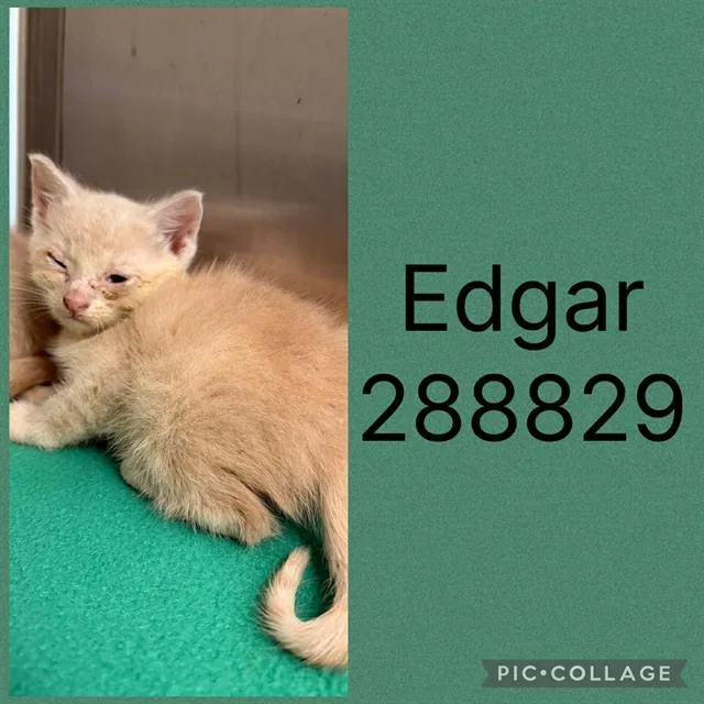 A baby small-sized male Domestic Short Hair cat named Edgar for adoption in Macon, GA
