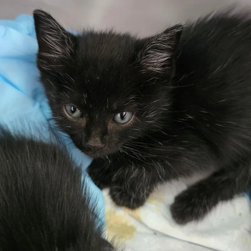 A baby small-sized male Black Domestic Short Hair cat named Vader for adoption in Chapel Hill, NC