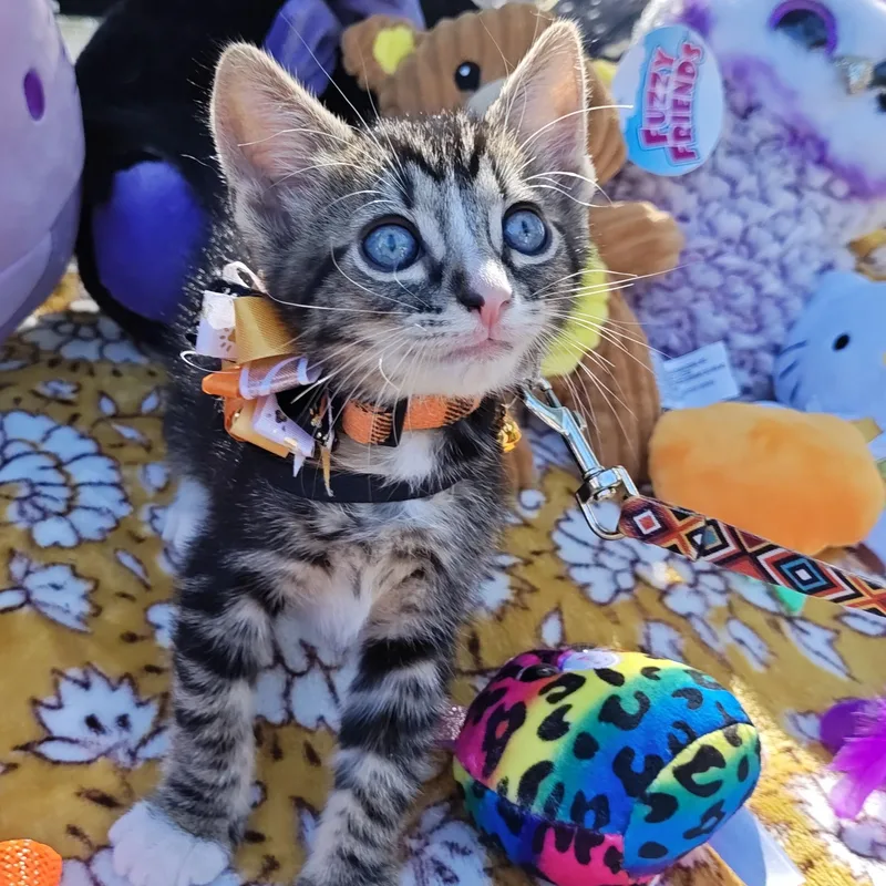 A baby small-sized male Domestic Short Hair cat named Silver Tabby's Sterling Spectre for adoption in Mt Pleasant, SC
