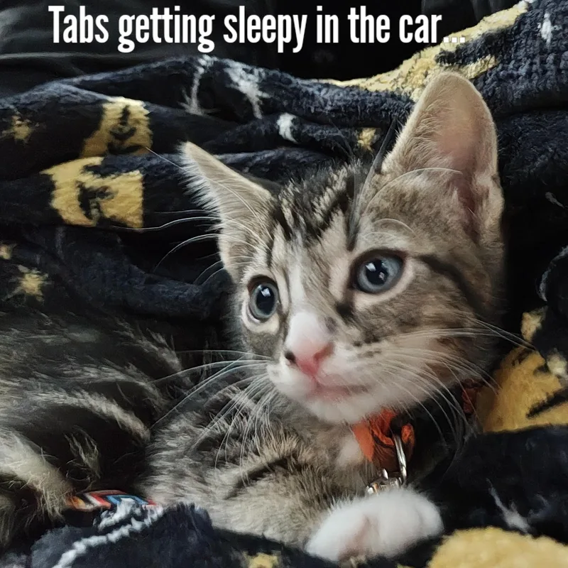 Silver Tabby's Sterling Spectre thumbnail 2