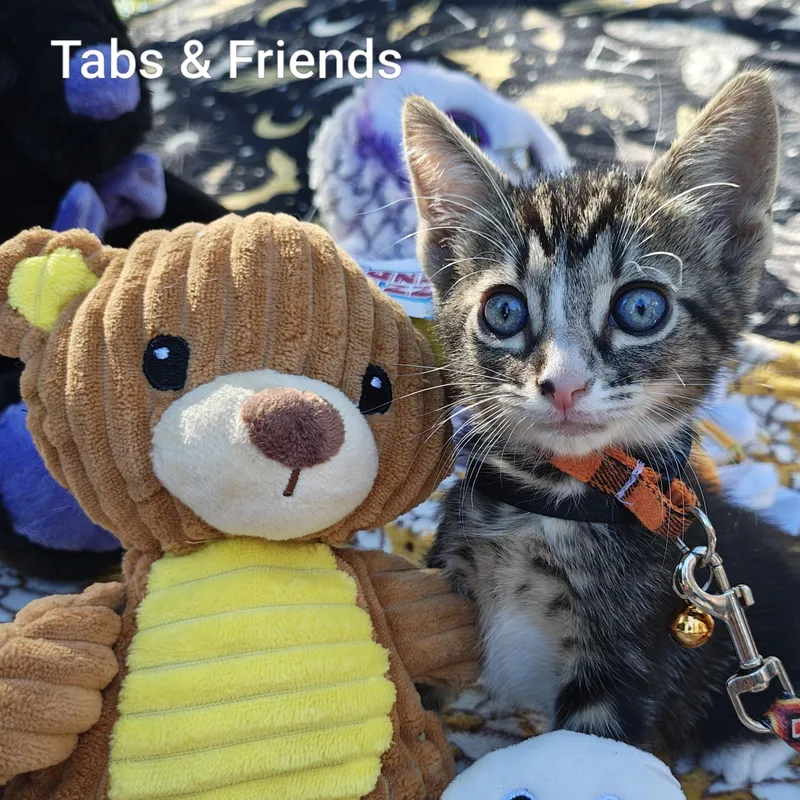 Silver Tabby's Sterling Spectre thumbnail 3