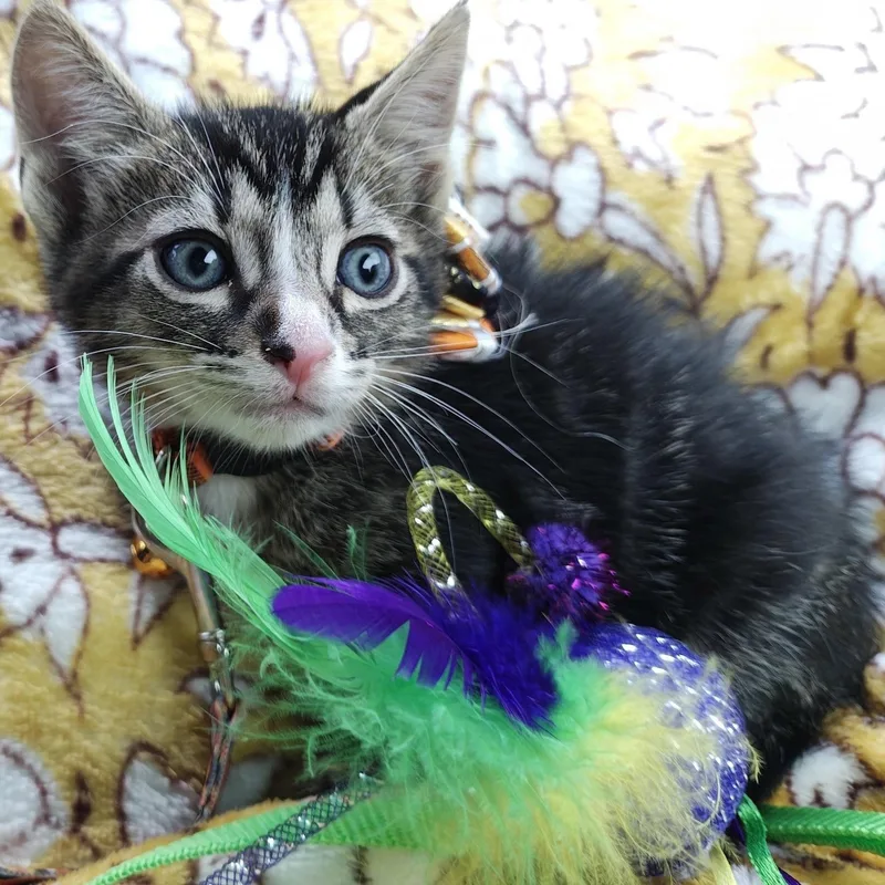 Silver Tabby's Sterling Spectre thumbnail 4