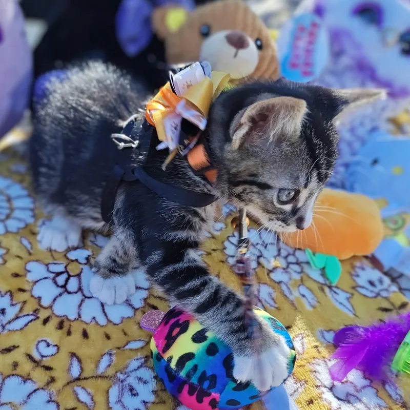 Silver Tabby's Sterling Spectre thumbnail 5