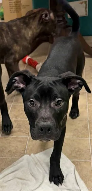 A young small-sized male Cane Corso dog named Peter for adoption in Augusta, GA