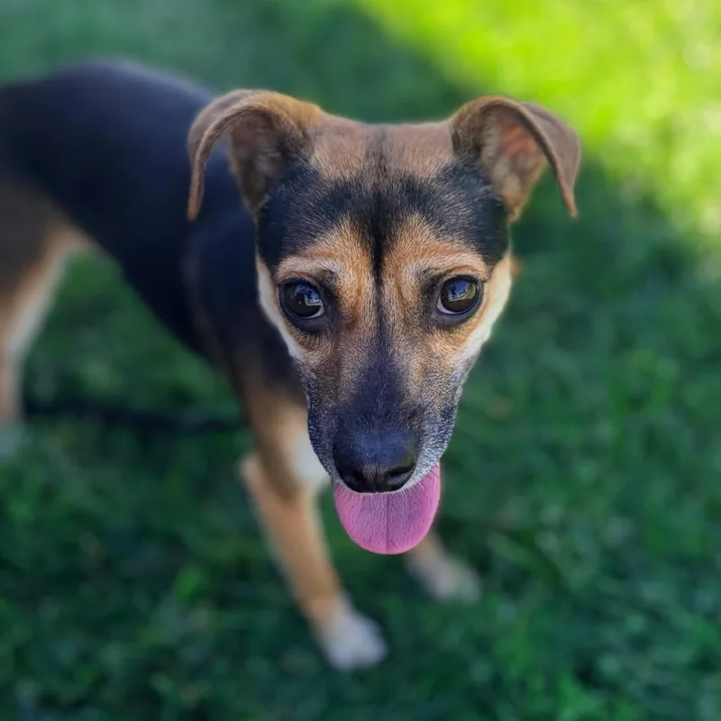 An adult small-sized male Terrier dog named Rook for adoption in Chico, CA
