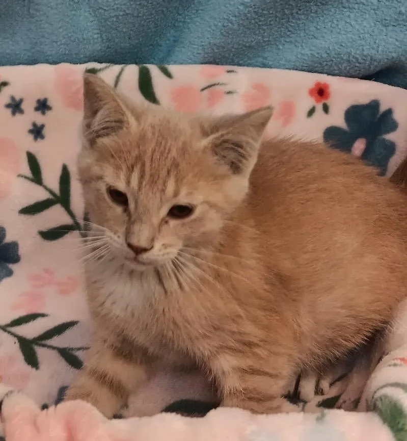 A baby medium-sized male Domestic Short Hair cat named Miss Frizzle Ralphie for adoption in Crandon, WI