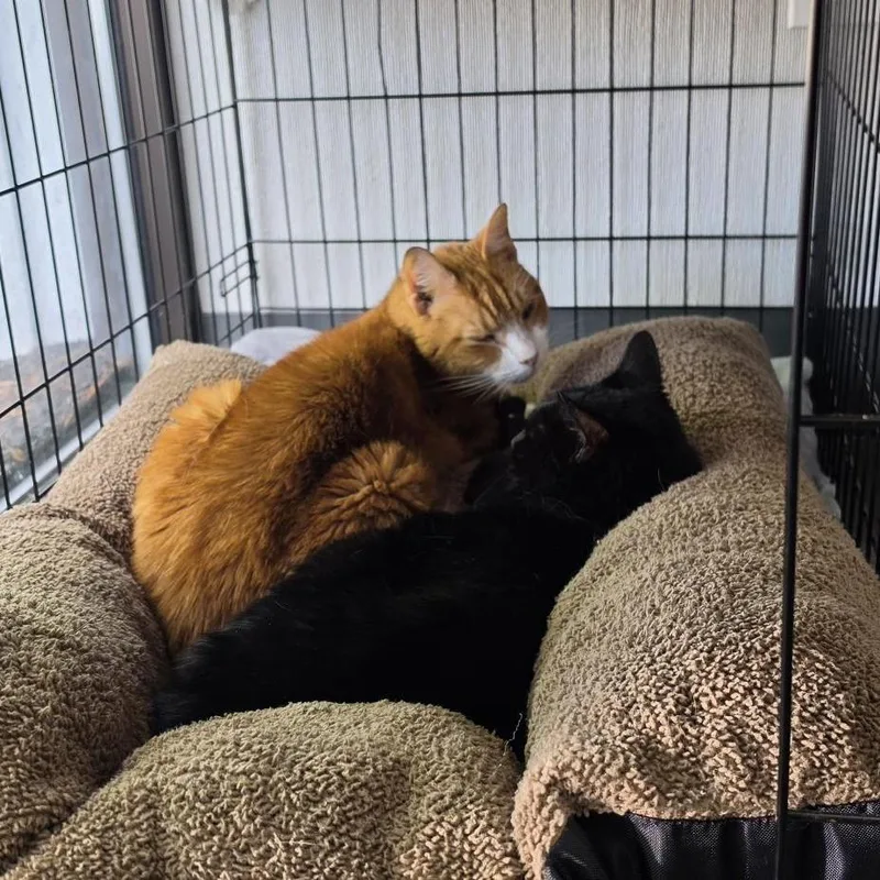 A senior small-sized female Black Domestic Short Hair cat named Margot for adoption in Columbus, OH