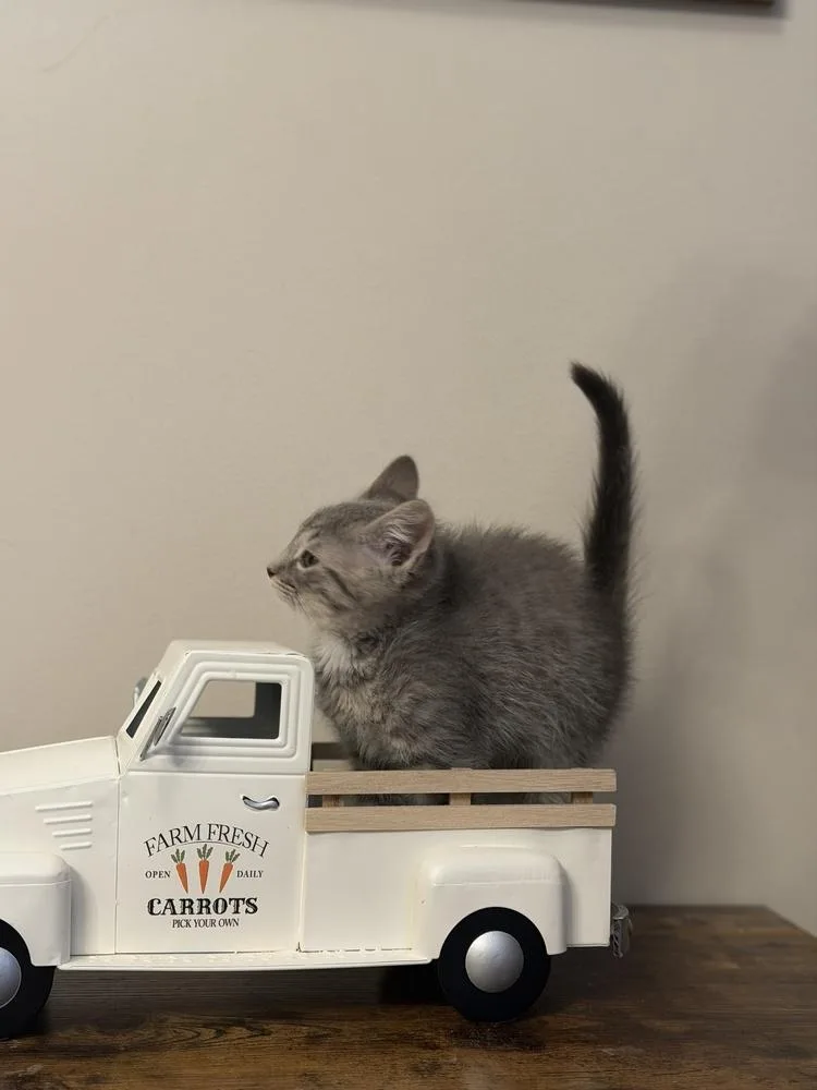 A baby small-sized male Domestic Short Hair cat named Lawrence for adoption in Wheaton, IL