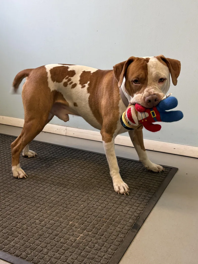 A young medium-sized male Pit Bull Terrier dog named Scooby for adoption in Big Rapids, MI
