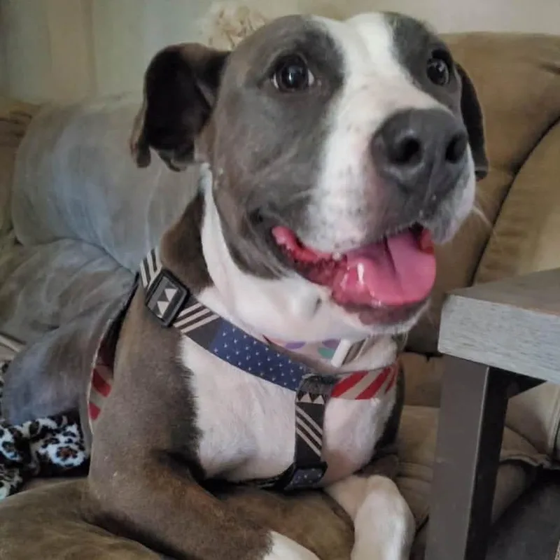 An adult medium-sized female Hound dog named MillieMarge for adoption in Hackett, AR
