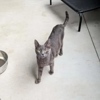 A young small-sized female Domestic Short Hair cat named Kayce for adoption in Brunswick, GA