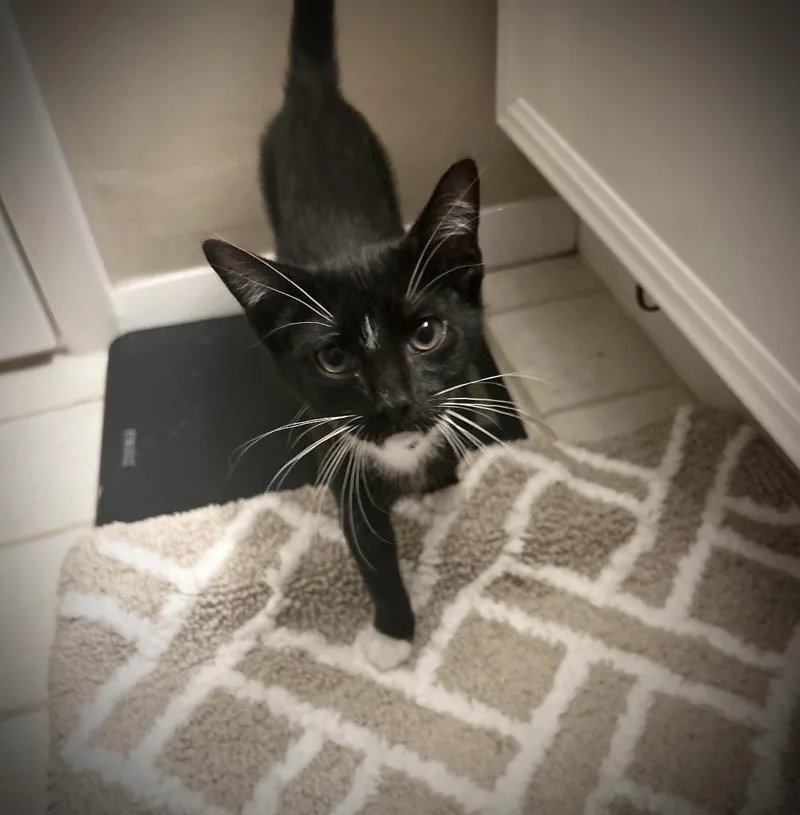 A baby medium-sized male Black Domestic Short Hair cat named Shadow for adoption in Maineville, OH