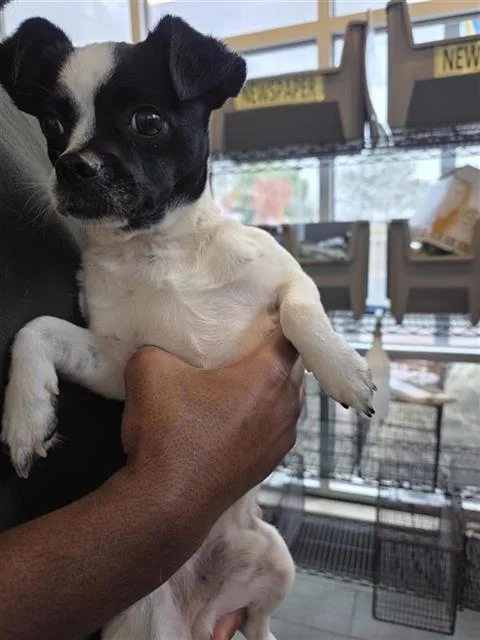 A young small-sized male Terrier dog named Jakobie for adoption in San Antonio, TX