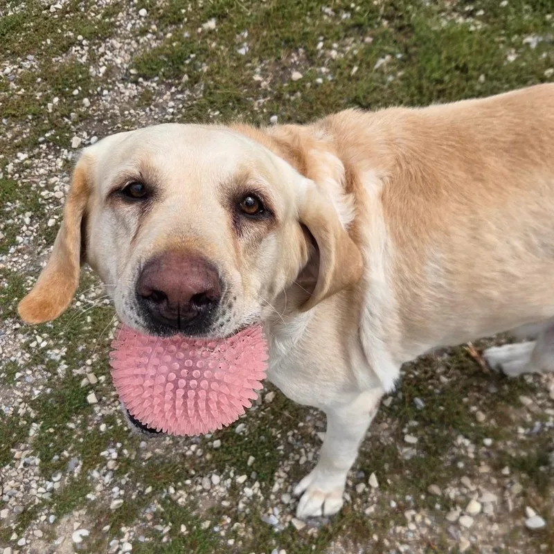 An adult large-sized male Labrador Retriever dog named Hank for adoption in Park City, UT