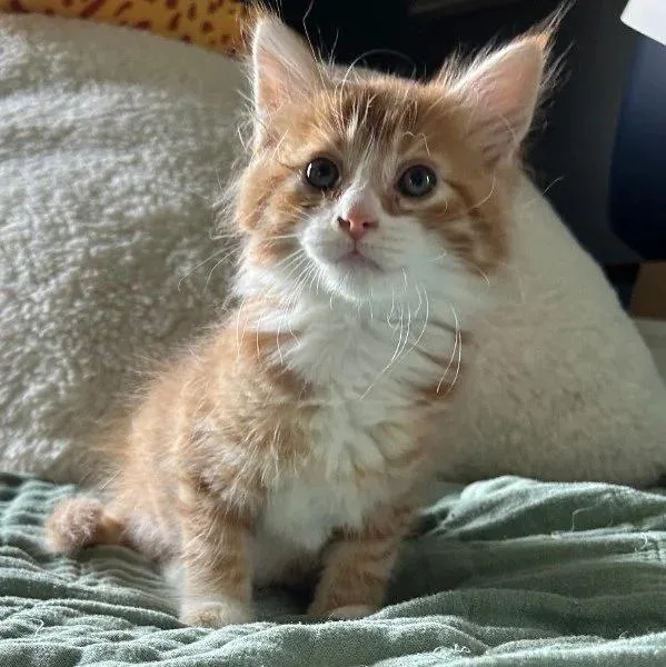 A baby medium-sized male Orange & White Domestic Long Hair cat named Miles for adoption in Davison, MI