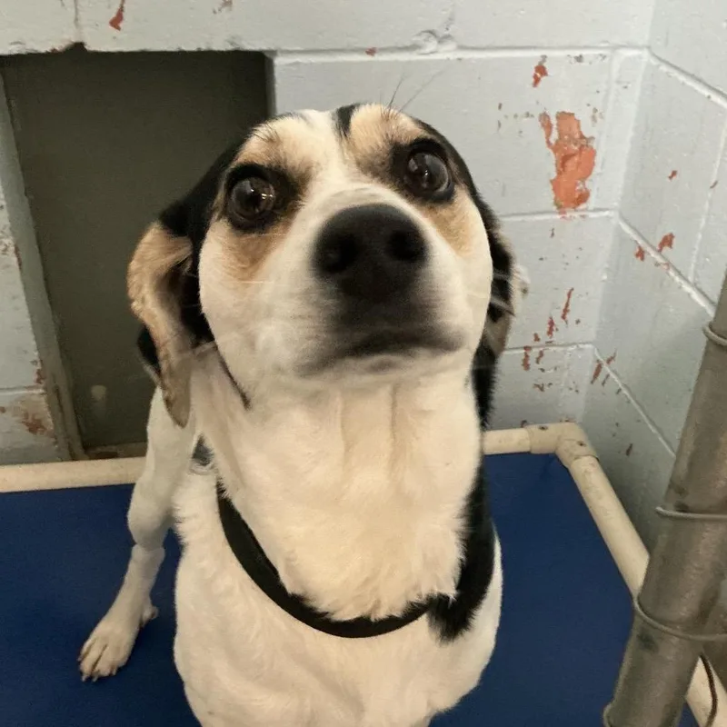 An adult medium-sized male White / Cream Terrier dog named Bocephus for adoption in St Joseph, MO