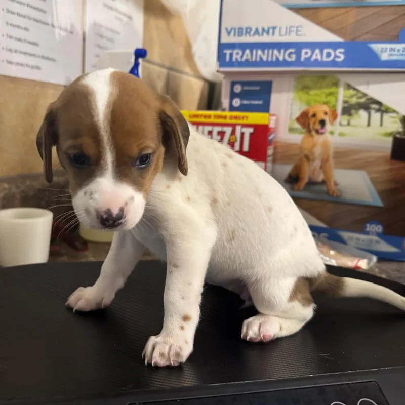 A baby medium-sized female Brown / Chocolate Basset Hound dog named Dopey for adoption in Eureka Springs, AR