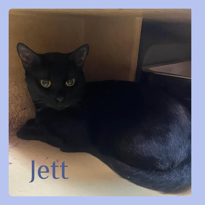 A young medium-sized male Black Tabby cat named Jett for adoption in Lawton, OK