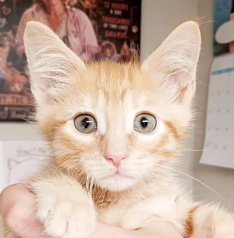 A baby medium-sized male Tabby (Orange / Red) Domestic Short Hair cat named Dj for adoption in Bulverde, TX