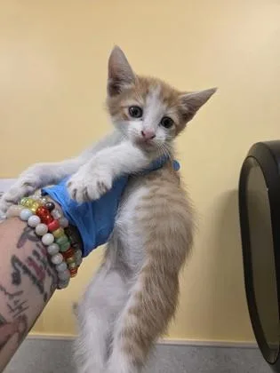 A baby small-sized male Domestic Short Hair cat named Nacho for adoption in Honolulu, HI