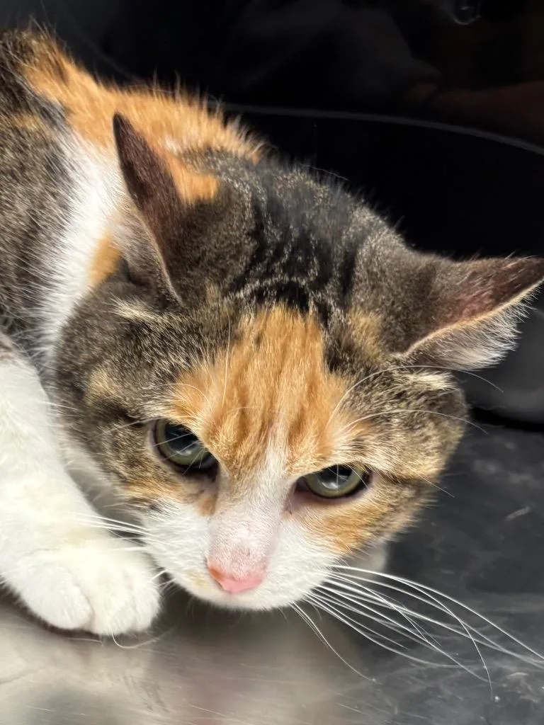 An adult medium-sized female Domestic Short Hair cat named Hermione for adoption in Bloomington, IN