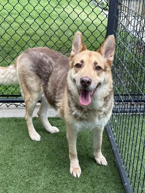 An adult large-sized male Mixed Breed dog named Tommy for adoption in Dallas, TX