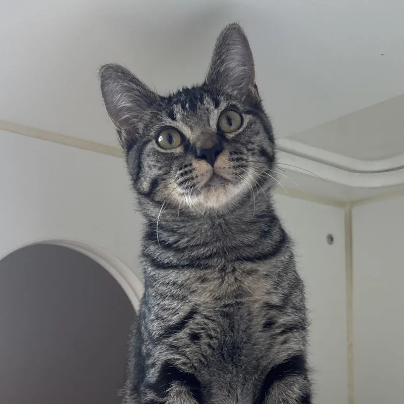 Peppurrz