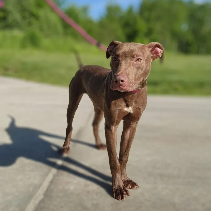 A young medium-sized female Pit Bull Terrier dog named Belle for adoption in Youngstown, OH