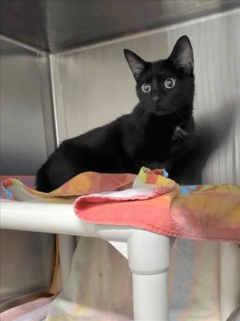 A young small-sized female Domestic Short Hair cat named Brookie for adoption in Derwood, MD