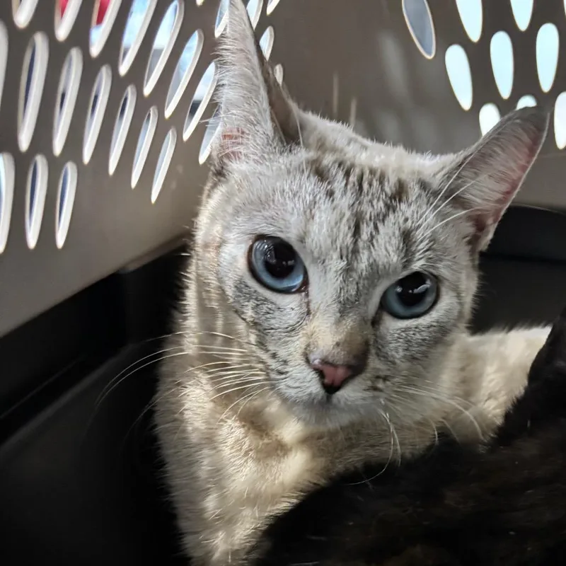 An adult small-sized female Domestic Short Hair cat named Blonde Espresso for adoption in Allentown, PA