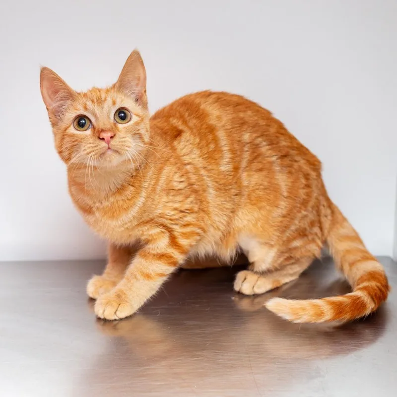 A young small-sized female Orange / Red Domestic Short Hair cat named Tropicana No Pulp for adoption in Hattiesburg, MS