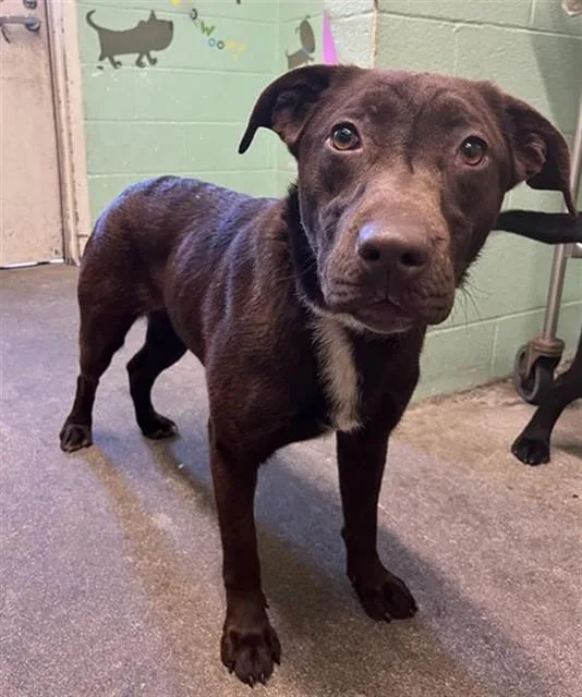 A young medium-sized female Labrador Retriever dog named Sabrina for adoption in Sacramento, CA