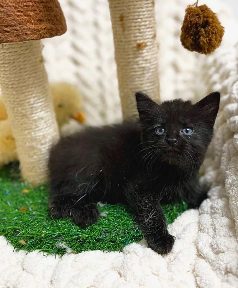A baby small-sized male Domestic Medium Hair cat named Beach for adoption in Effingham, IL