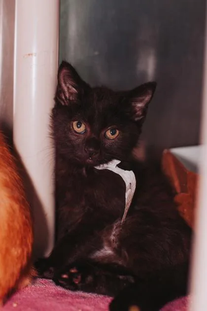 A young small-sized female Domestic Short Hair cat named A Shay for adoption in North Charleston, SC
